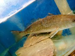 -沿海渔家院蒸汽海鲜·东北菜(东戴河店)