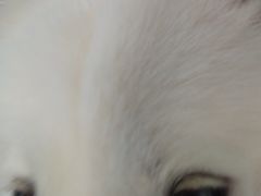 -毛绒耶耶撸宠馆·猫咖·狗咖·荷兰猪咖