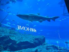 -迪拜水族馆及水下动物园