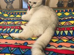 -共舞时光猫咖·狗咖(新街口店)