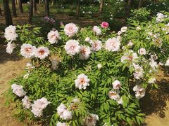 -洛阳市隋唐城遗址植物园