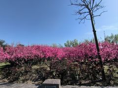 -莲花池公园