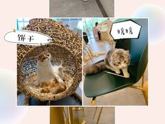 -飞行喵MR PILOT|猫舍·猫咖(静安大融城店)