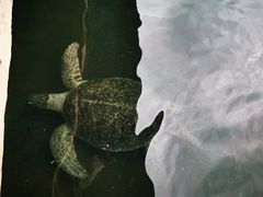 -广东惠东海龟国家级自然保护区