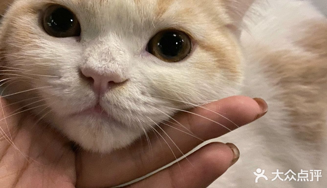 今日份的🐱片，是颜值赛高的大白