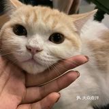 今日份的🐱片，是颜值赛高的大白
