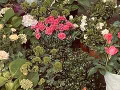 -循礼门鲜花花市(武汉循礼门店)