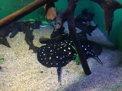 -瑞普利水族馆