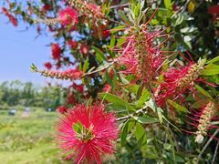 -桤木河湿地公园