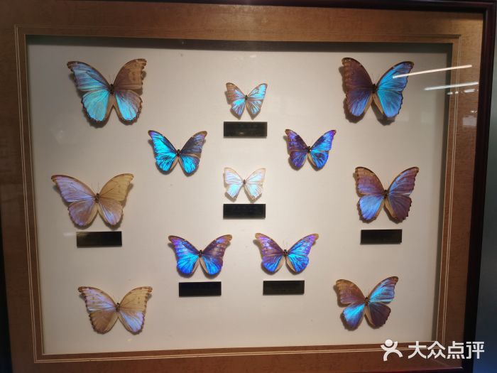 上海昆虫博物馆图片