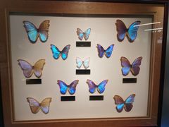 -上海昆虫博物馆