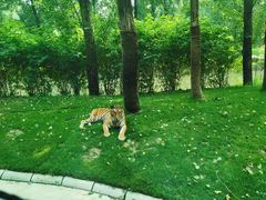 -北京野生动物园