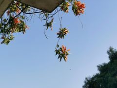 -石炮台公园