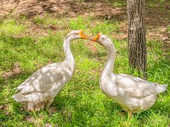 -白水寺森林公园