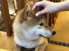 -豆柴町-柴犬主题狗咖(红鼎国际C座店)