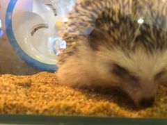 -平行世界·猫咖(首经贸店)