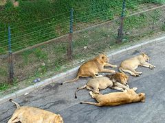 -大连森林动物园