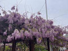 -黄花溪