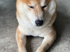 -柴犬高等学院·狗咖·柴犬售卖·宠物训练
