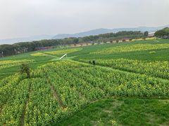 -苏州太湖西山岛开心农场