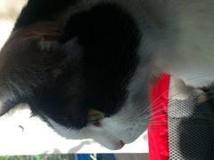 猫咪毛豆，很上相。抱歉忘了拍咖啡-Anne猫窝咖啡屋