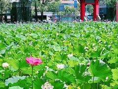 -四川大学(望江校区)