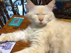 -more than meow吴止猫主题餐厅(承德 中船汇店)