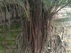 -九龙公园