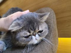 -滚猫咖啡·猫咖·猫友好撸猫(未来城店)