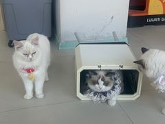 -怪兽屋·羊驼·猫咖·狗咖(俊华广场店)