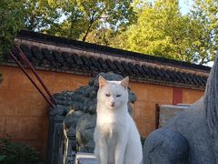 -高旻寺