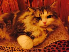 -名猫咖啡馆·撸猫·拼豆