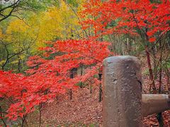 -上海佘山国家森林公园天马山园