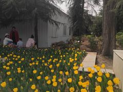 -洛阳郁金香牡丹园