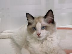 -青奢宠物·青奢猫舍