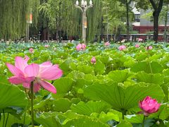 -四川大学(望江校区)
