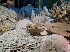 -贝林大翅鲸简餐厅(国家海洋博物馆店)