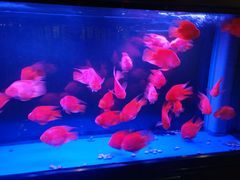 -松鹤楼(狮山永利广场店)