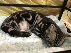 -藦茜花园宠物主题亲子互动体验馆(国顺东路店)