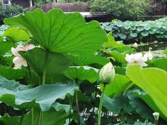 -陈家山荷花公园
