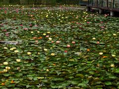 -白鹭湾湿地公园