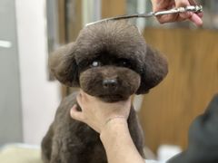 -鑫艺宠物美容培训学校