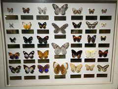 -上海昆虫博物馆