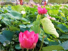 -莲花池公园
