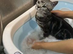 -PETKIT小佩宠物·低压洗护(国顺东路店)