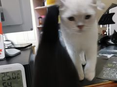-鼓捣猫呢主题猫咖店