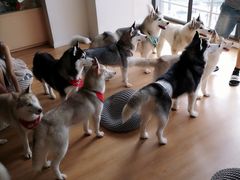 -Husky Go! 哈士奇体验馆·宠物咖啡厅狗咖