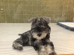 -帕帕拉兹宠物(亚洲旗舰店)