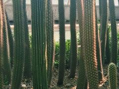 -南山植物园