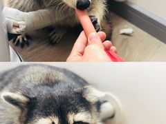 -浣熊柯尔鸭土拨鼠·电玩咖